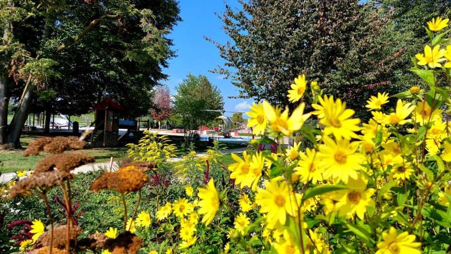 Auf diesem Bild ist ein Ausschnitt von den Bürgergärten zu sehen. Im Vordergrund sind gelbe Topinambur, eine Art der Sonnenblume, zu erkennen.
