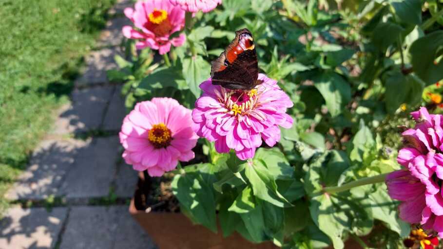 Auf diesem Bild ist ein Ausschnitt von den Bürgergärten zu sehen. Im Vordergrund sind pinke Zinnien zu erkennen. Auf der vorderen Blume sitzt ein Schmetterling.