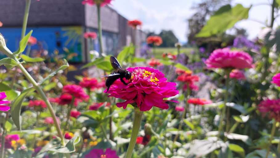 Auf diesem Bild ist ein Ausschnitt von den Bürgergärten zu sehen. Im Vordergrund sind pinke Zinnien zu erkennen. Auf der vorderen Blume sitzt eine Insekt. 
