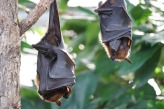 KW17_Fledermaus_Foto_Pixabay_Salmar