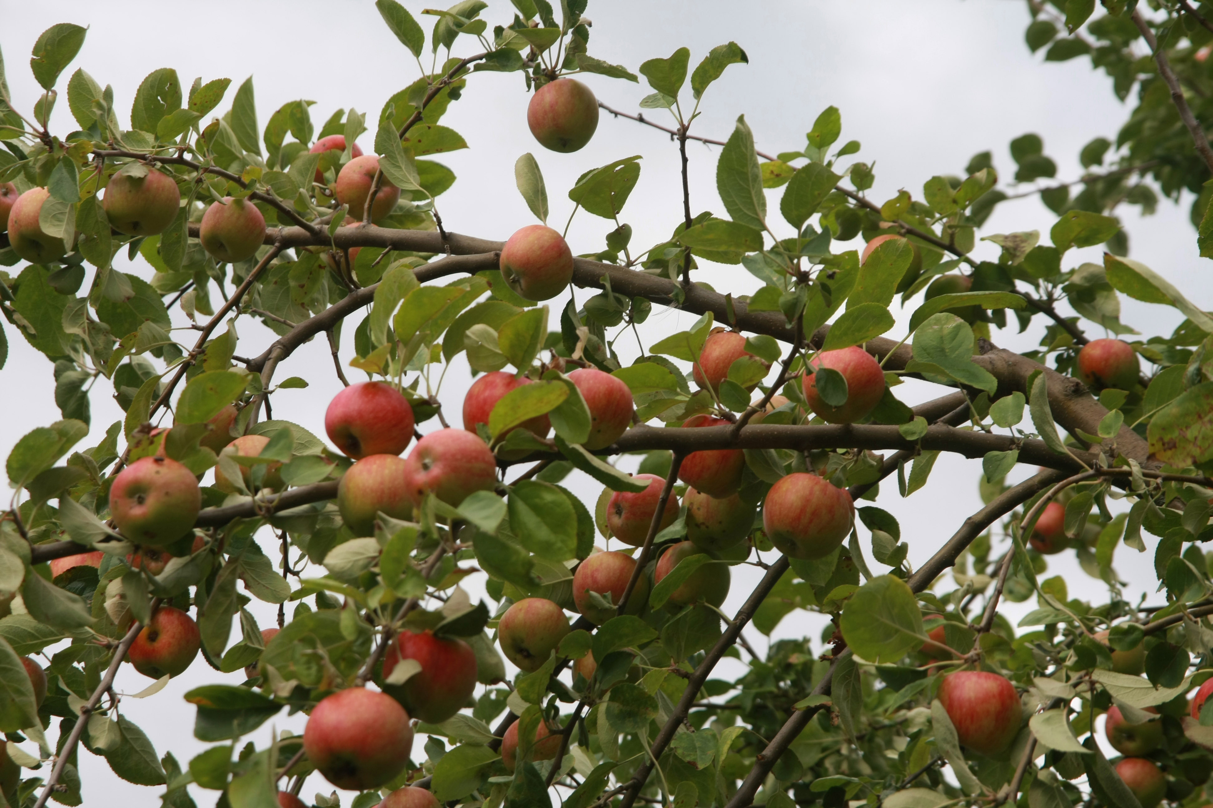 Obstvergabe der frühen Sorten startet