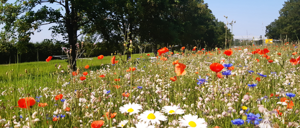 Blumenwiese mit verschiedenen blühenden Pflanzen wie zum Beispiel Mohnblumen