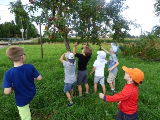 Sechs Kinder sind von hinten zu sehen. Vier von ihnen stehen vor einem Apfelbaum und bemühen sich, Äpfel zu pflücken, während zwei weitere Kinder auf sie zulaufen.