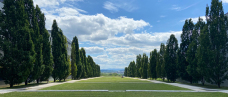 Blick auf die Landschaftstreppe, die von hohen Bäumen umsäumt ist